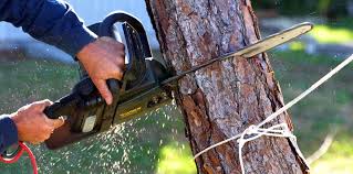 Best Tree Risk Assessment  in Wilmington, OH