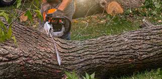 Best Tree Mulching  in Wilmington, OH