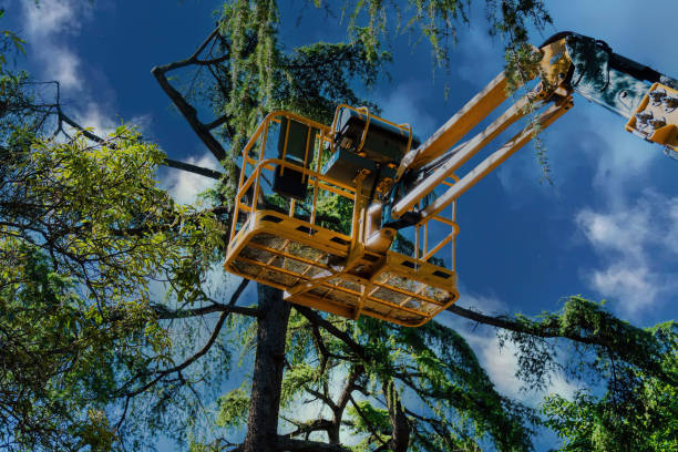 Why Choose Our Tree Removal Services in Wilmington, OH?