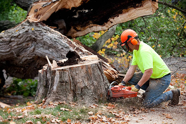 Best Tree Mulching  in Wilmington, OH