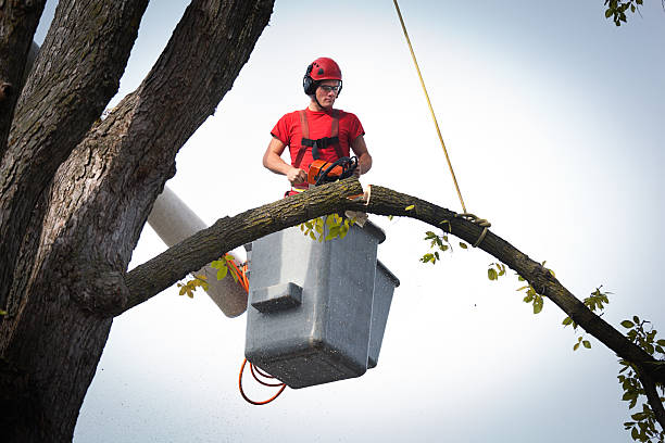 Reliable Wilmington, OH  Tree Services Solutions