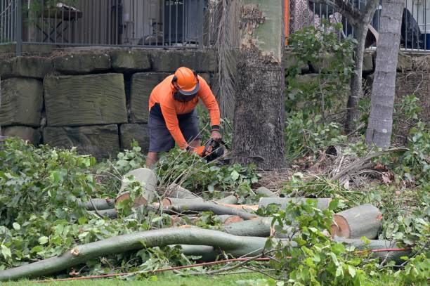  Wilmington, OH Tree Services Pros